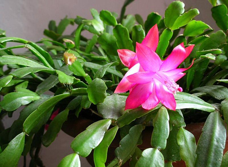 Schlumbergera truncata (pianta coltivata)